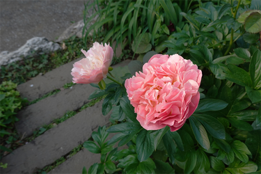 DSC06752_R