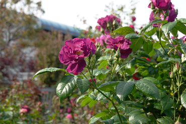 DSC07118_R