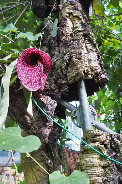 藍川京 の部屋 京都府立植物園 １２ ソーセージの木の花など Livedoor Blog ブログ