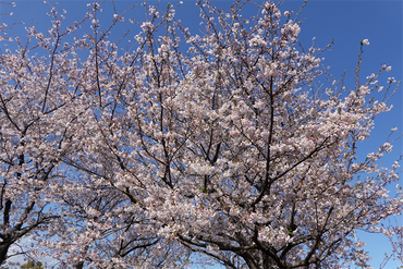 DSC06351_R