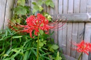 DSCF5478_R