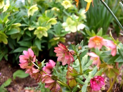 DSCF1350_R