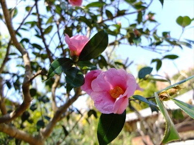 DSCF1039_R
