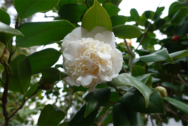 DSC06030_R
