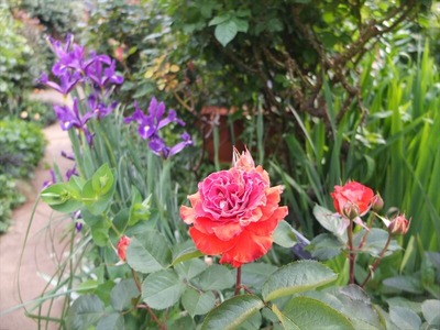 DSCF2409_R
