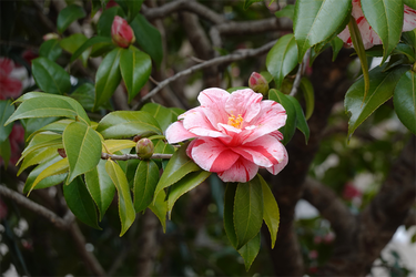 DSC00613_R
