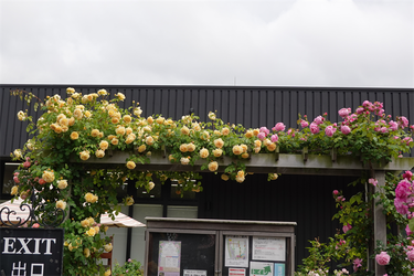 DSC07556_R