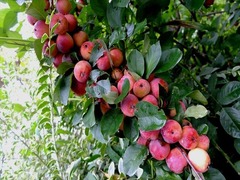 DSCF9786_R