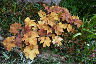 DSC06979_R