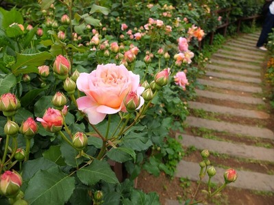 DSCF2678_R