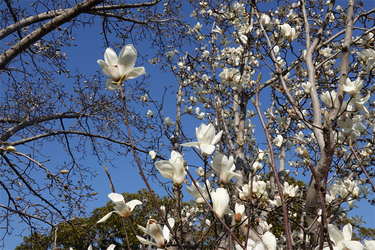 DSC00574_R
