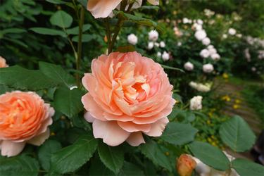 DSC07609_R