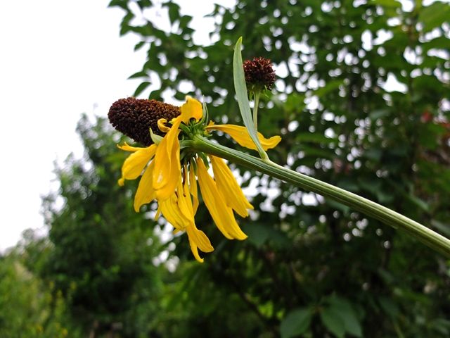 藍川京 の部屋 横浜イングリッシュガーデン ルドベキア マキシマなど Livedoor Blog ブログ