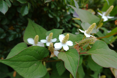 DSC08100_R