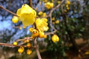 DSCF9222_R