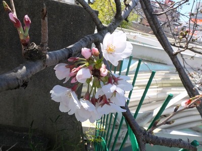 DSCF4824_R