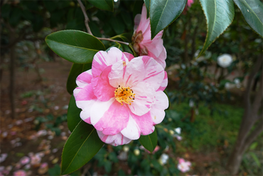 DSC06121_R