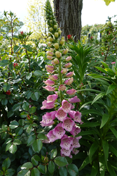 DSC07004_R