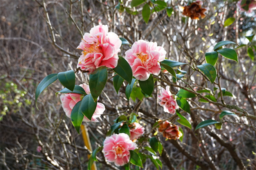 DSC06287_R
