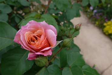 DSC06975 (1)_R