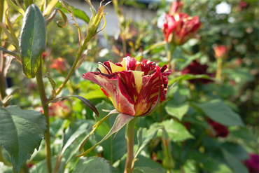 DSC07122_R