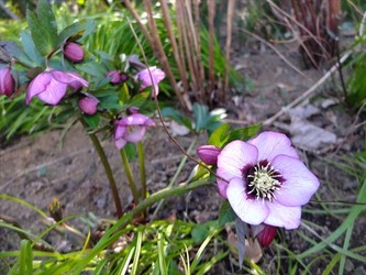 DSCF8535_R