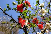 DSCF0515_R