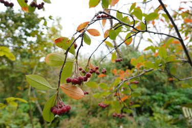 DSC08536_R
