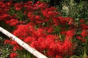 DSCF5846_R