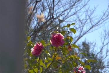 DSC05886_R