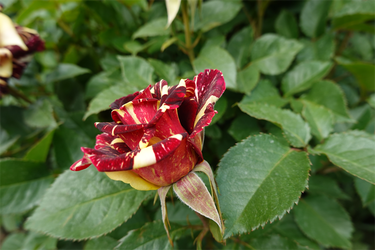 DSC00502_R