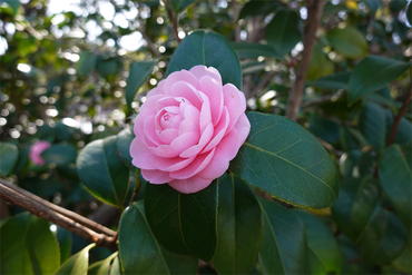 DSC05830_R