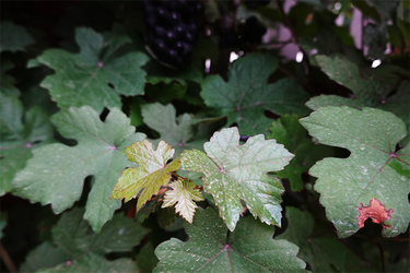 DSC08958_R