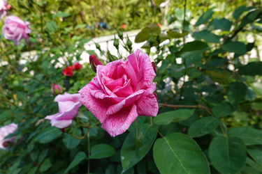 DSC01093_R