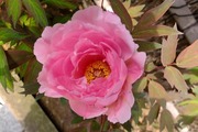 DSCF1174_R