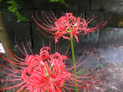 DSCF8613_R