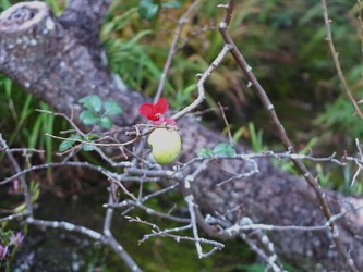 DSCF6351_R