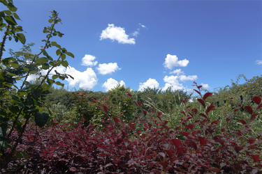 DSC08995_R