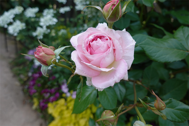 DSC07163_R