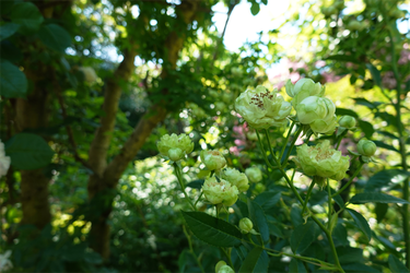 DSC07717_R