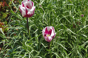 DSCF1041_R