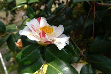 DSC06065_R