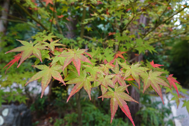 DSC03603_R