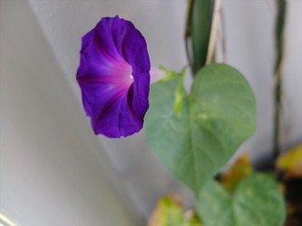 DSCF5994_R