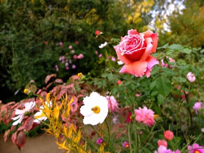 DSCF9371_R
