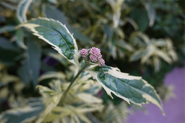 DSC02888_R
