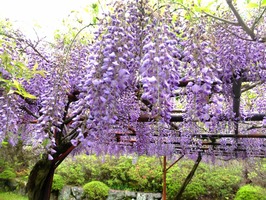 DSCF9465