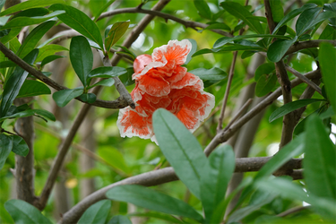 DSC08133_R