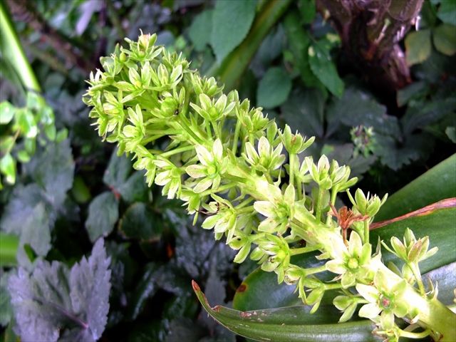 藍川京 の部屋 横浜イングリッシュガーデン 緑色の花 Livedoor Blog ブログ 藍川京 の部屋 横浜イングリッシュガーデン 緑色の花 Livedoor Blog ブログ