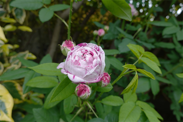 DSC07375_R